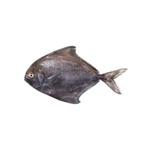 A-fresh-Black-pomfret-fish-also-knows-as-kala-paplet