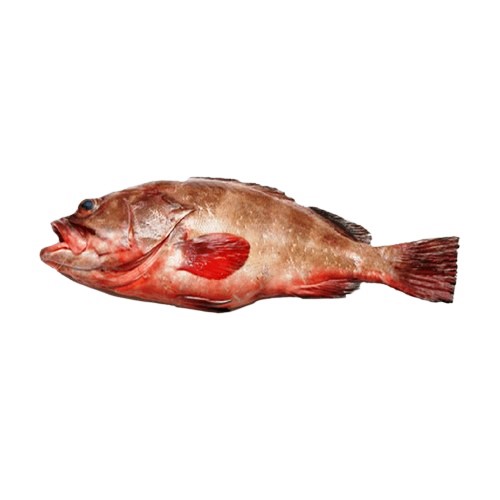 A-fresh-Reef-cod-fish-also-known-as-Daama-in-Pakistan