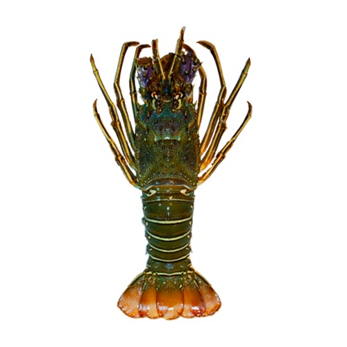 Fresh-and-wild-caught-lobster-ready-for-online-seafood-delivery-in-Pakistan