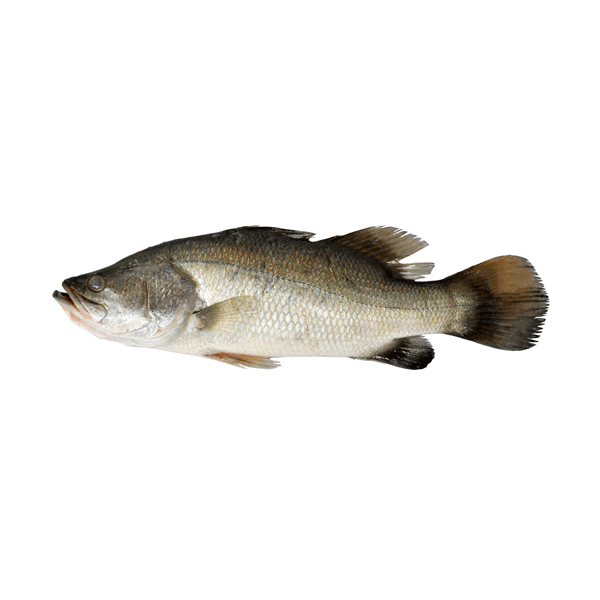 local-seabass-barramundi-whole