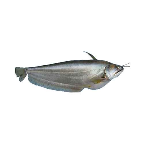 11997_Boal (Wallago Attu) 500 (1)