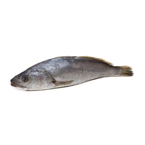A-fresh-Mushka-fish-also-known-as-croaker (1)