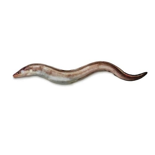Fresh-Conger-Eel-fish-in-Pakistan (1)