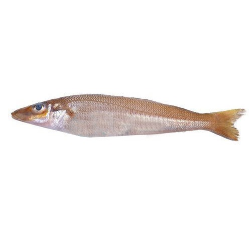 Fresh-Ladyfish-also-known-as-Bhambore