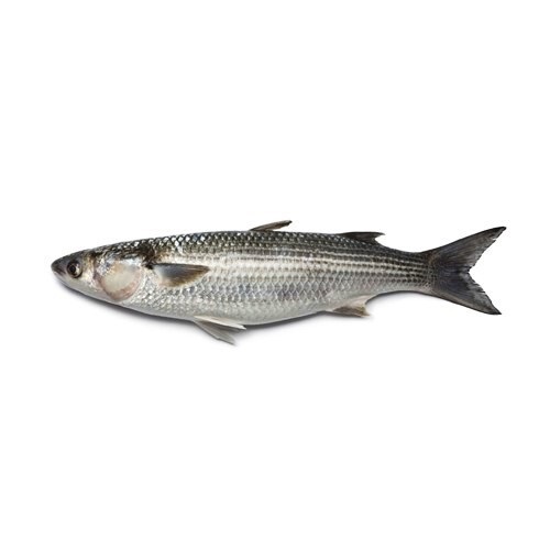 Fresh-Mullet-fish-also-known-as-Boi-1