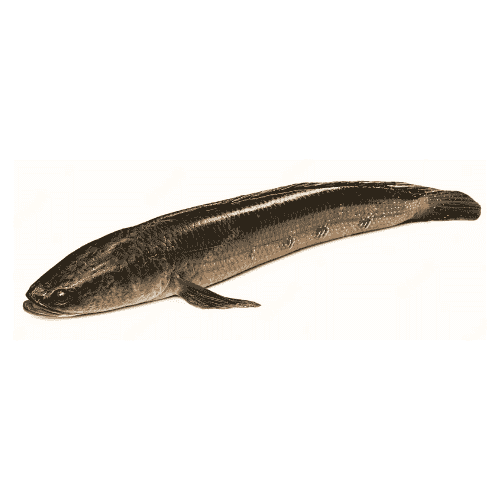 Fresh-Snakehead-Sole-Fish-for-online-Seafood-Delivery-in-Pakistan (2)