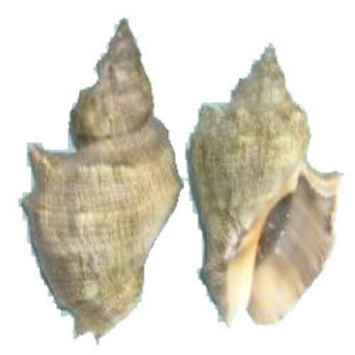 Star-Shell