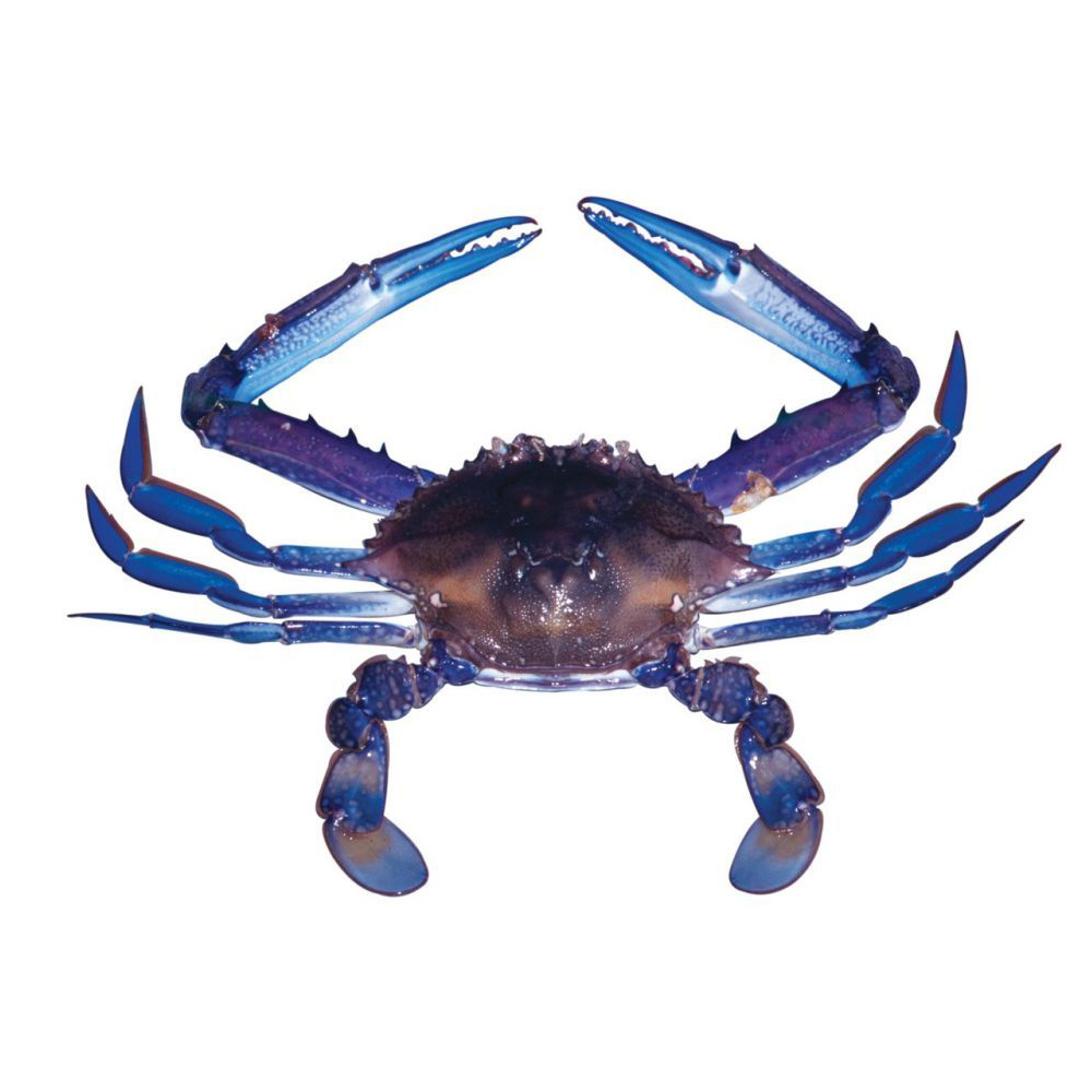 Blue-Swimming-Crab (1)